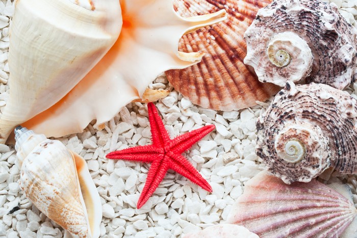 Seashells and a red starfish on white stones