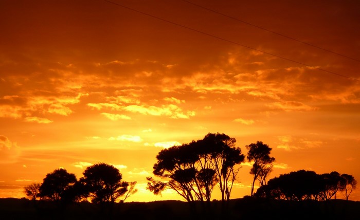 Silhouette of trees against a vibrant sunset sky