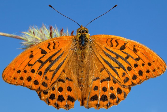 Orange butterfly with black markings on blue sky