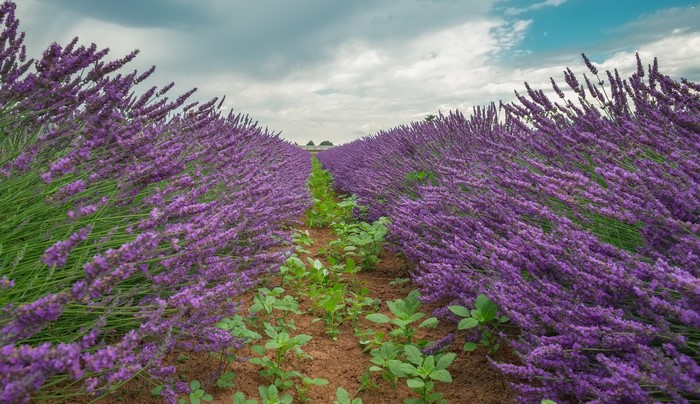 Lavender field with green plants and cloudy sky