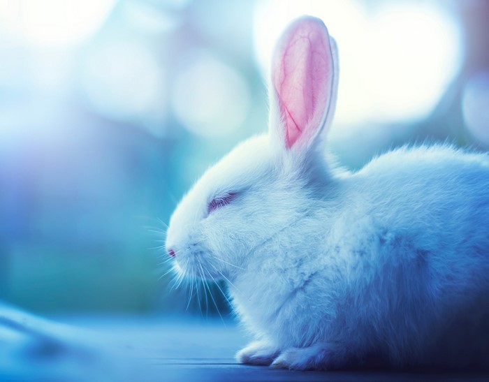 Close-up of a white rabbit with pink ears