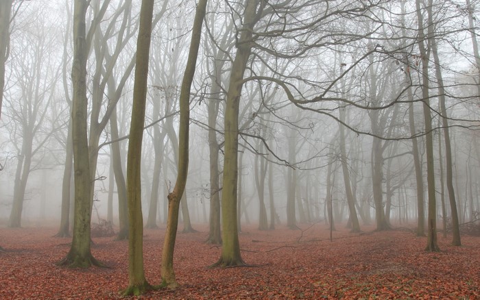 Bare trees in a foggy forest with fallen leaves