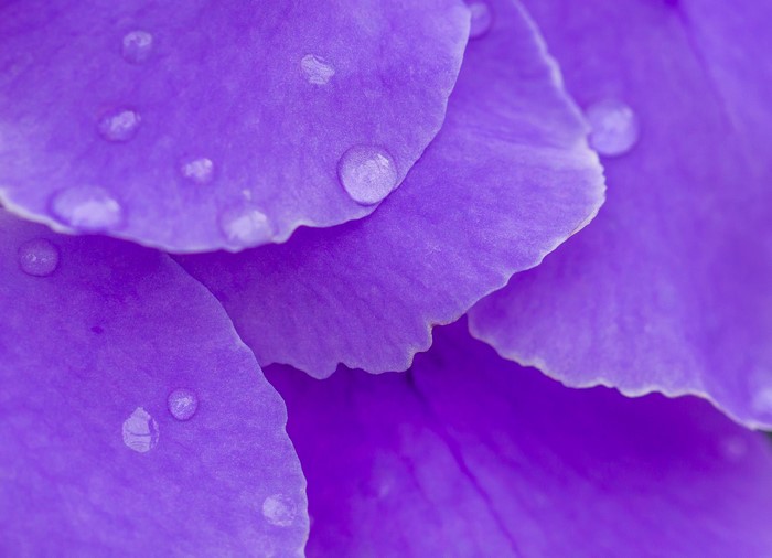 Close-up of violet flower petals with water drops