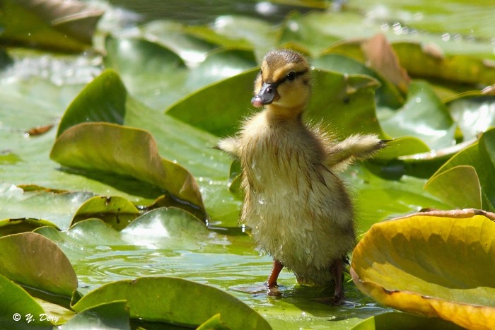 A duckling stands on lily pads in water