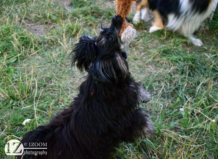 Black dog playing with a toy in grass