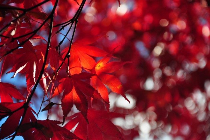 Red Maple Leaves and Branches in Autumn