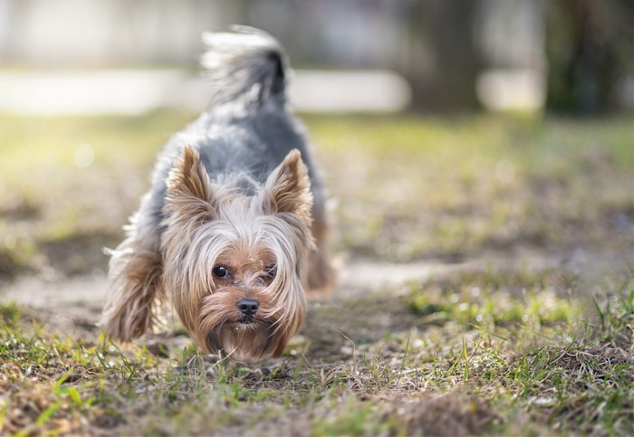 Yorkshire Terrier dog walking on grass