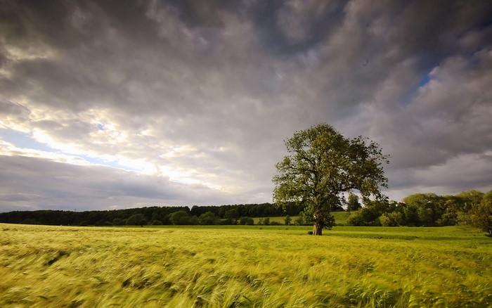 Field of wheat with a lone tree under stormy clouds
