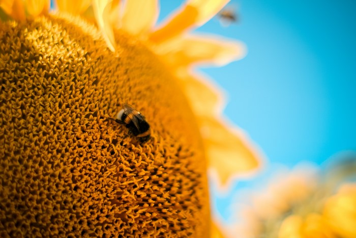 Bumblebee on a Sunflower