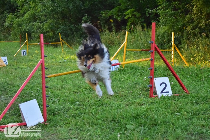 Shetland Sheepdog jumping over agility obstacle