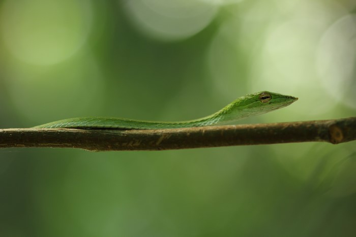 Green Vine Snake on a Branch