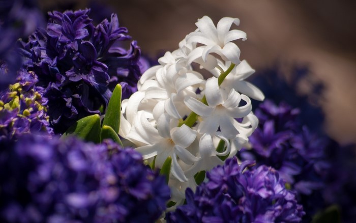 Close-up of white and purple hyacinths
