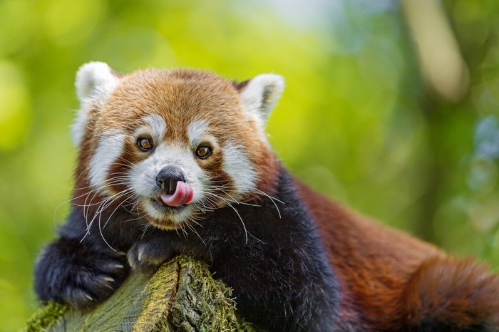 Red panda licking its nose on a log