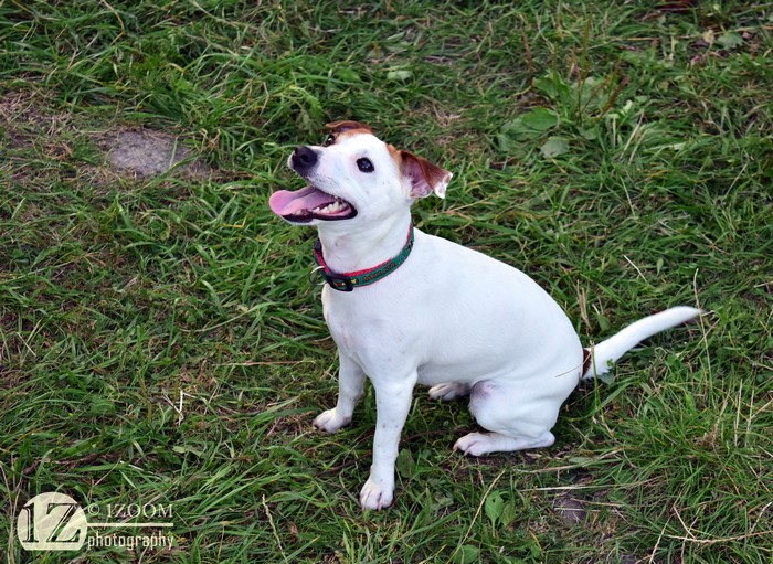 Jack Russell Terrier sitting on grass