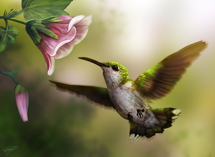 Hummingbird feeding from a pink flower
