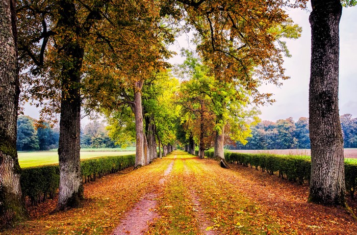 Autumn Avenue with Fallen Leaves