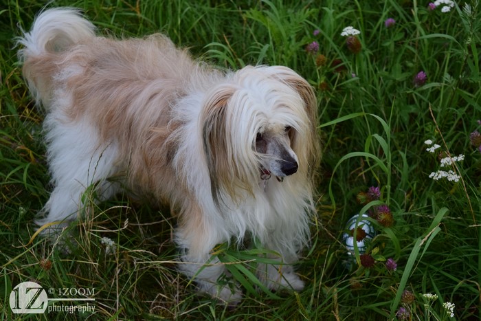 Chinese Crested dog in grass
