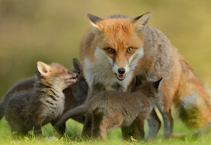 Red Fox with Cubs in Grass