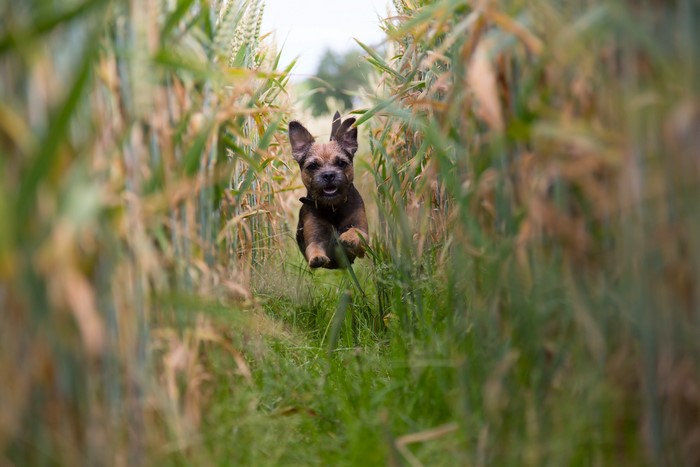 Border Terrier running through a wheat field