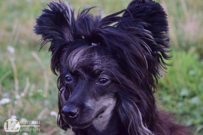 Chinese Crested dog with black fur