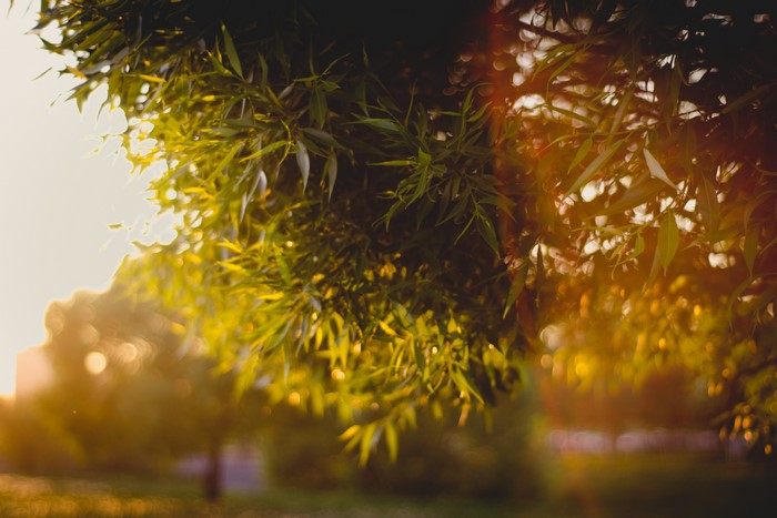 4K Foliage and Branches with Sunlight