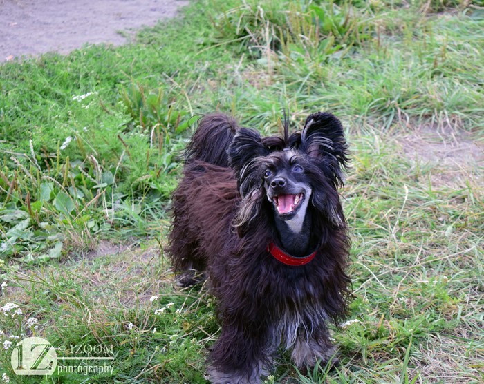 Chinese Crested dog with red collar on grass