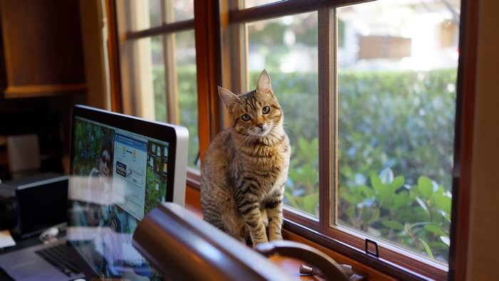 Cat sitting on a windowsill next to a computer