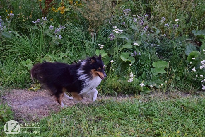 Shetland Sheepdog running in grass