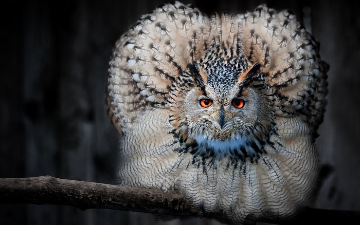 Eurasian eagle-owl perched on a branch