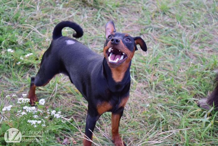 Miniature Pinscher dog in grass