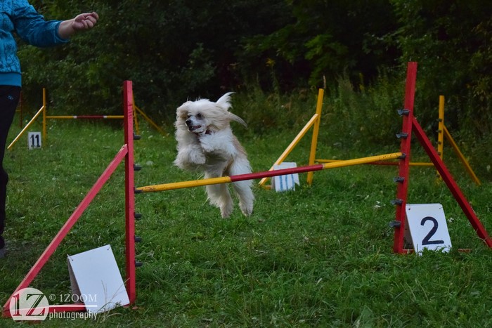 Chinese Crested dog jumping over obstacle
