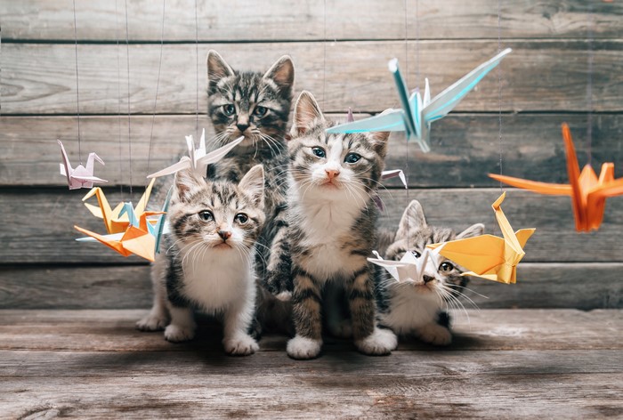 Four tabby kittens with origami cranes