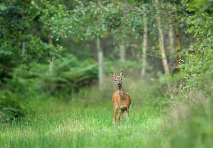 Deer standing in a grassy forest clearing