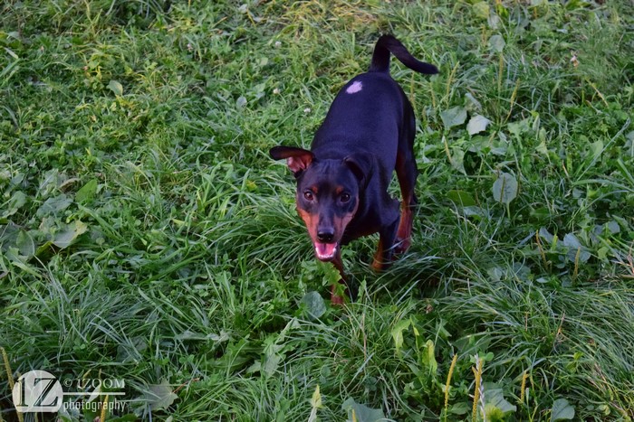Miniature Pinscher dog in grass