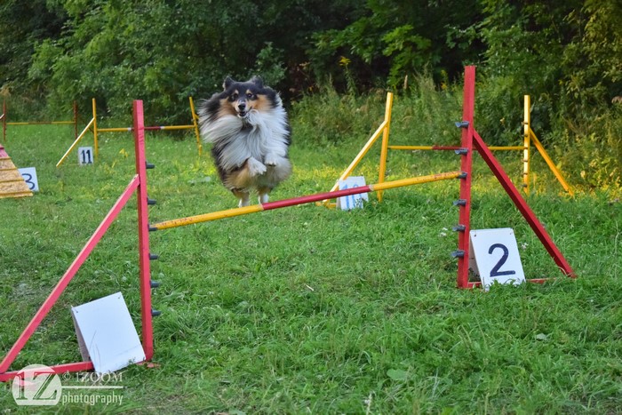 Shetland Sheepdog jumping over a hurdle at agility course