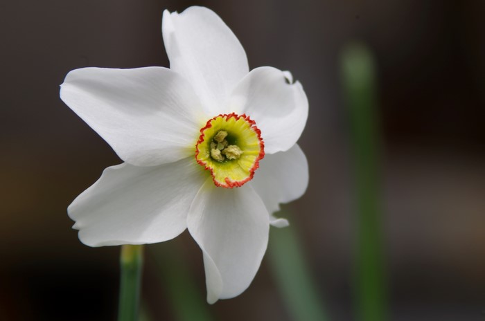 4K White Daffodil Closeup