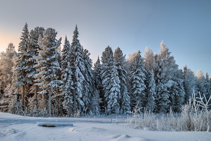 Snow-covered forest in winter