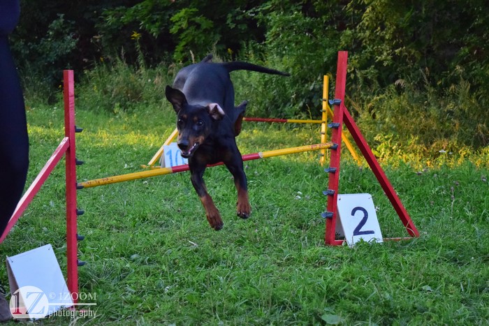 German Pinscher jumping over agility obstacle