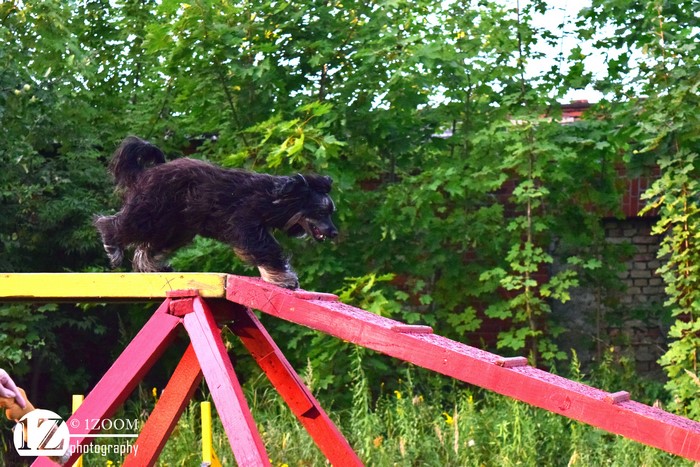 Dog on agility course