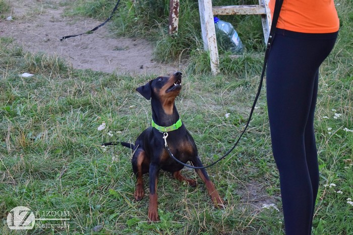German Pinscher on a leash with a person
