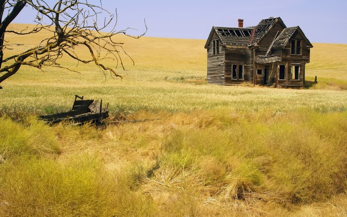 Abandoned wooden house in a wheat field