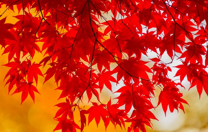 Red Maple Leaves in Autumn Sunlight