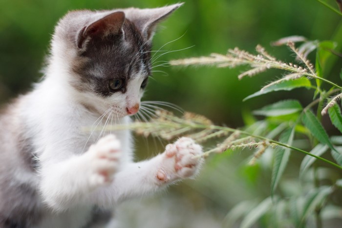 Kitten playing with grass
