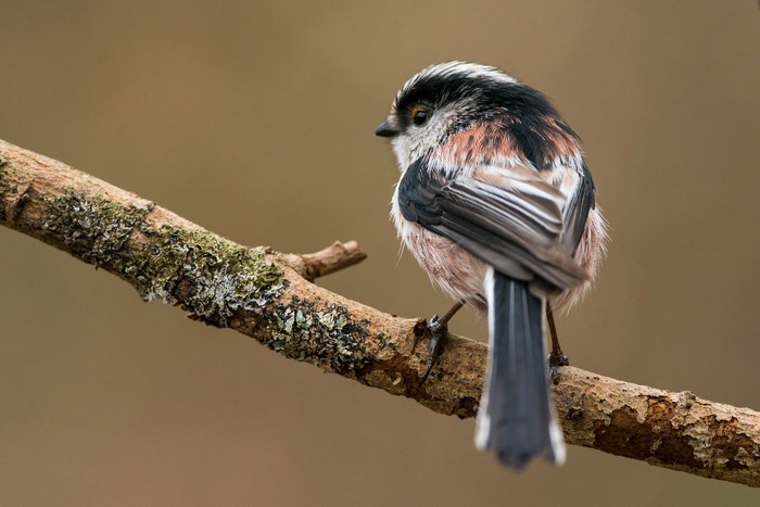 Long-tailed tit perched on a mossy branch