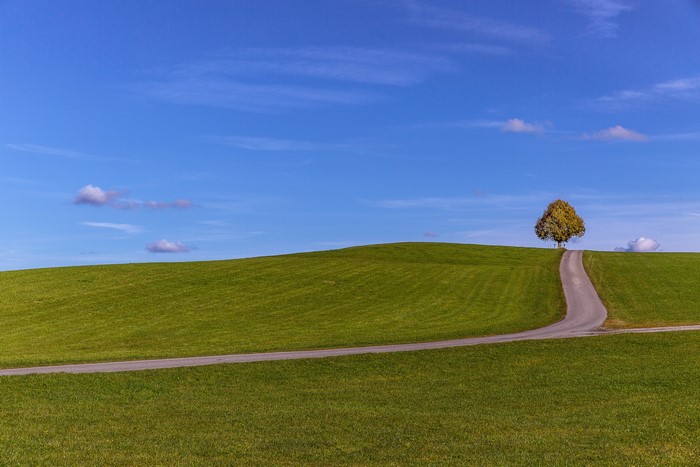 A lone tree on a grassy hill with a winding road