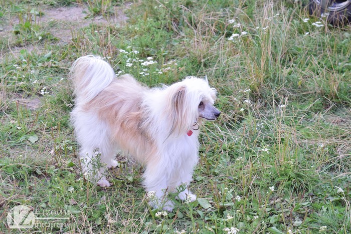 Chinese Crested dog in grass