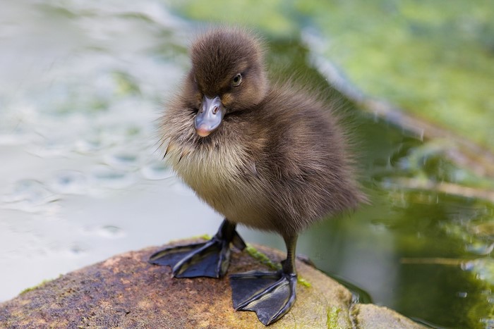 Fluffy duckling standing on a rock near water
