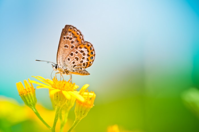 Butterfly on a yellow flower