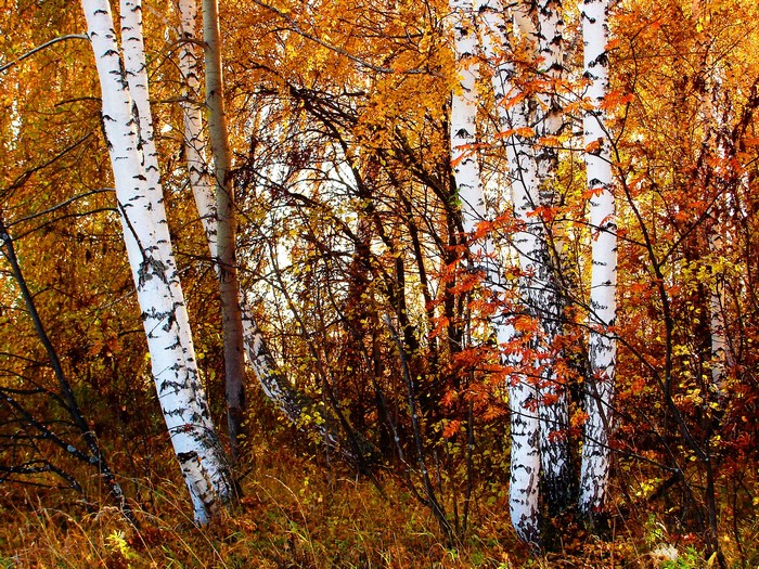 Birch trees in autumn forest
