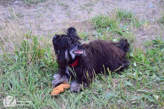 Chinese Crested dog with toy in grass